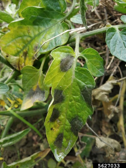 Late blight 2 tomato digital document.jpg